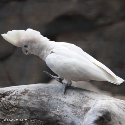 آشنایی، نگهداری، معرفی کاکاتو دوکروپ (Ducorp Cockatoo)