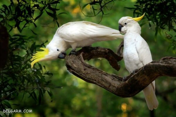 آشنایی و نگهداری کاکادو گونه کاکادو کاکل زرد (cacatua galerita)، کاکادو سخنگو