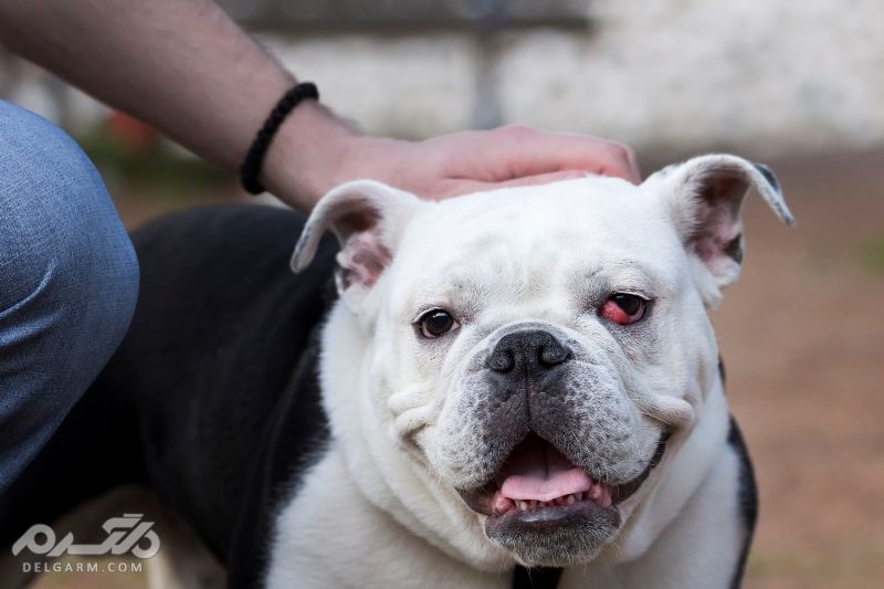 3 - چشم گیلاسی در سگ (Cherry Eye)، عمل راه درمان آن است