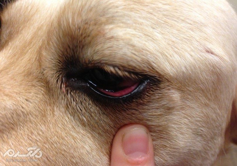 4 - التهاب چشم سگ (Conjunctivitis)