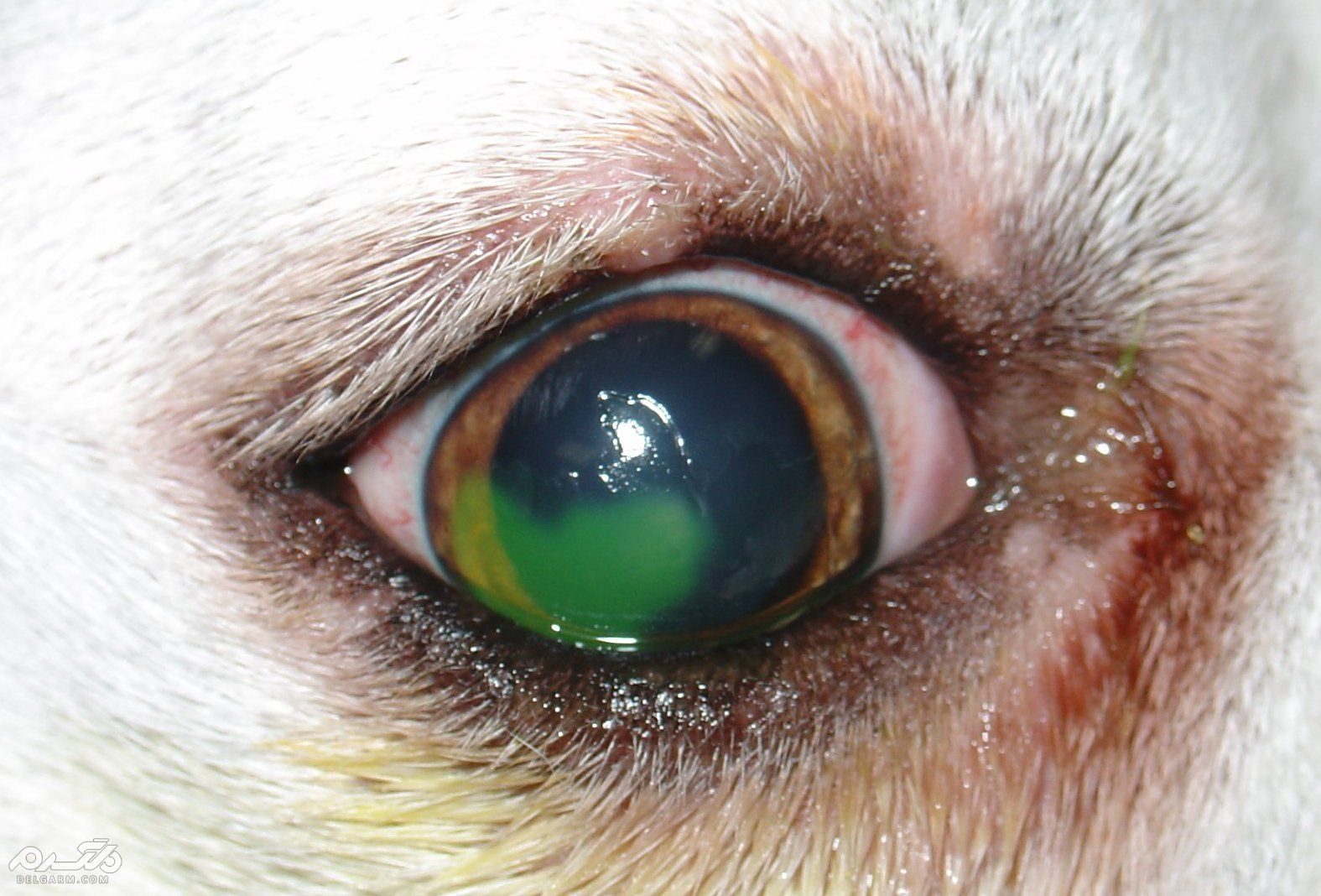 5 - زخم قرنیه در سگ (Corneal Ulcer) و راه درمان سریع