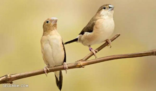 فنچ / خارش بدن فنچ / تشخیص بیماری فنچ
