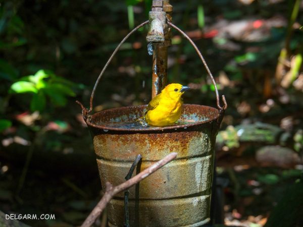 نحوه سریع و بی دردسر برای رام کردن سهره