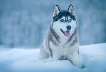 معرفی کامل سگ نژاد هاسکی سیبرین (Siberian Husky) (2 نکته مهم)