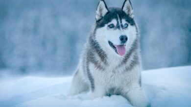 معرفی کامل سگ نژاد هاسکی سیبرین (Siberian Husky) (2 نکته مهم)