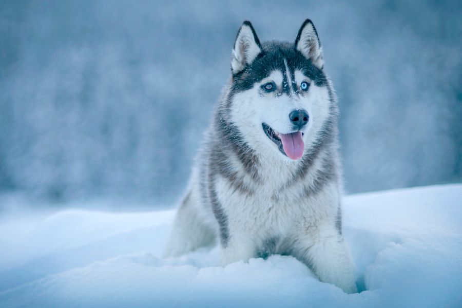 معرفی کامل سگ نژاد هاسکی سیبرین (Siberian Husky) (2 نکته مهم)
