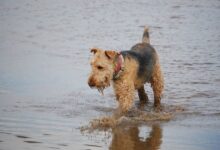 معرفی سگ آیردل تریر (Airedale Terrier) از نژاد تریر (2 نکته مهم)