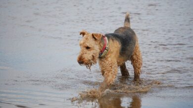 معرفی سگ آیردل تریر (Airedale Terrier) از نژاد تریر (2 نکته مهم)