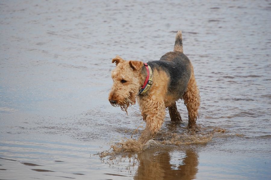 معرفی سگ آیردل تریر (Airedale Terrier) از نژاد تریر (2 نکته مهم) معرفی سگ آیردل تریر (Airedale Terrier) از نژاد تریر (2 نکته مهم)