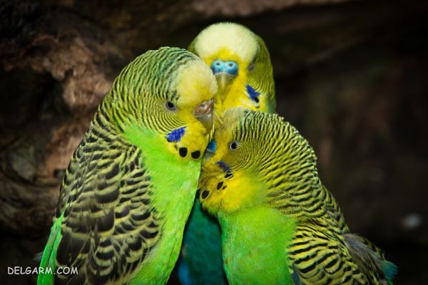 راهکارهای ساده برای تکثیر و تولید مثل سریع مرغ عشق