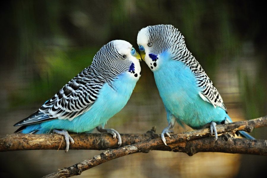خارش مرغ عشق : بیماری های مرغ عشق و درمان آن (2 نکته مهم) خارش مرغ عشق : بیماری های مرغ عشق و درمان آن (2 نکته مهم)