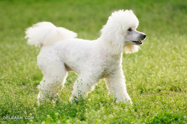 دومین سگ باهوش ، سگ نژاد پودل (Poodle)
