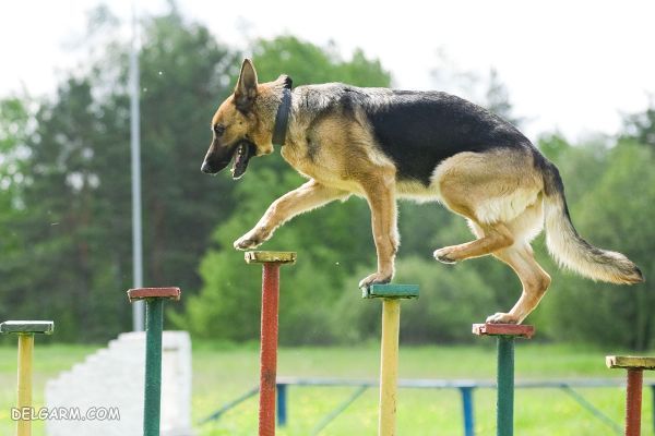 سومین سگ باهوش ، سگ نژاد سگ نژاد ژرمن شپرد (German Shepherd)