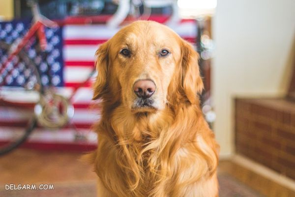 چهارمین سگ باهوش، سگ نژاد سگ نژاد گلدن رتریور (Golden Retriever)