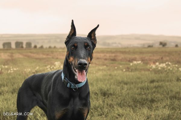پنجمین سگ باهوش، سگ نژاد دوبرمن (Doberman) 