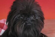 با سگ نژاد آفن پینچر (AffenPinscher) بیشتر آشنا شوید (2 نکته مهم)