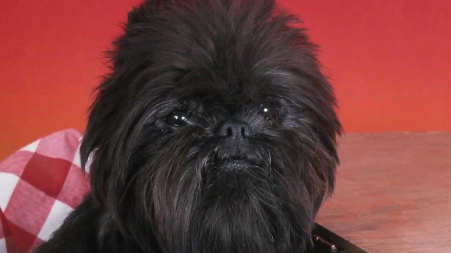 با سگ نژاد آفن پینچر (AffenPinscher) بیشتر آشنا شوید (2 نکته مهم) با سگ نژاد آفن پینچر (AffenPinscher) بیشتر آشنا شوید (2 نکته مهم)