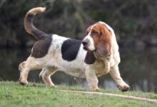 سگ با نژاد باسِت هوند-Basset Hound (2 نکته مهم)