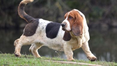 سگ با نژاد باسِت هوند-Basset Hound (2 نکته مهم)