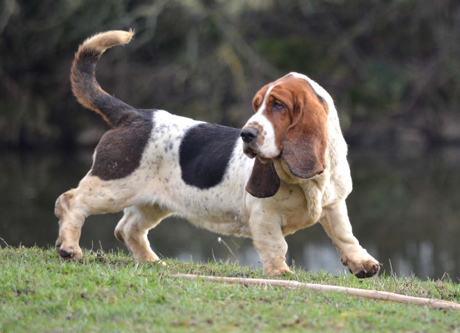 سگ با نژاد باسِت هوند-Basset Hound (2 نکته مهم) سگ با نژاد باسِت هوند-Basset Hound (2 نکته مهم)