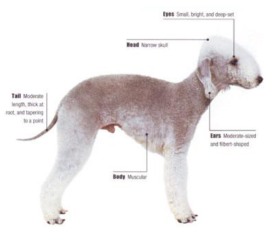 معرفی کامل سگ نژاد بدلینگتون تریر (Bedlington Terrier)