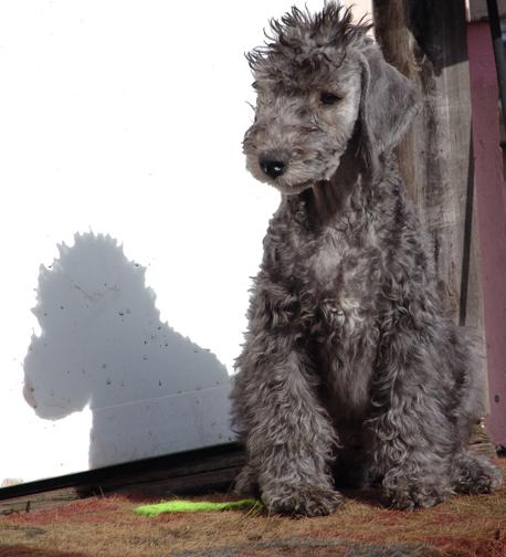 معرفی کامل سگ نژاد بدلینگتون تریر (Bedlington Terrier)
