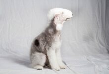 معرفی کامل سگ نژاد بدلینگتون تریر (Bedlington Terrier) (2 نکته مهم)
