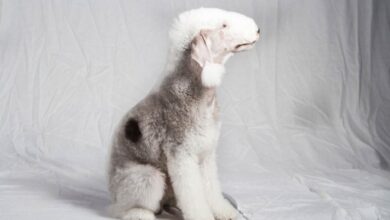 معرفی کامل سگ نژاد بدلینگتون تریر (Bedlington Terrier) (2 نکته مهم)