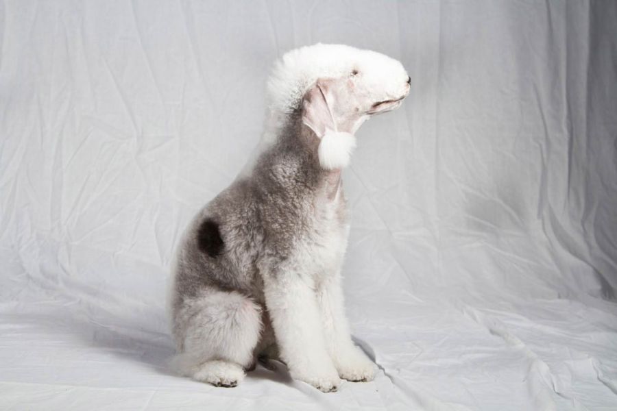 معرفی کامل سگ نژاد بدلینگتون تریر (Bedlington Terrier) (2 نکته مهم)