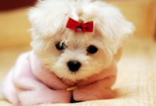 اصول صحیح تغذیه توله سگ (2 نکته مهم)