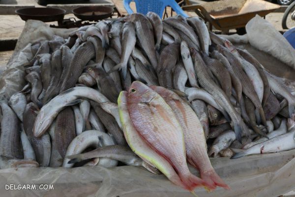 انواع ماهی
