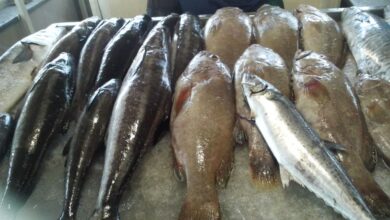 آشنایی با انواع ماهی  (2 نکته مهم)