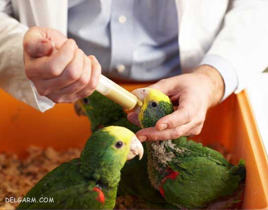 سرلاک دادن به طوطی