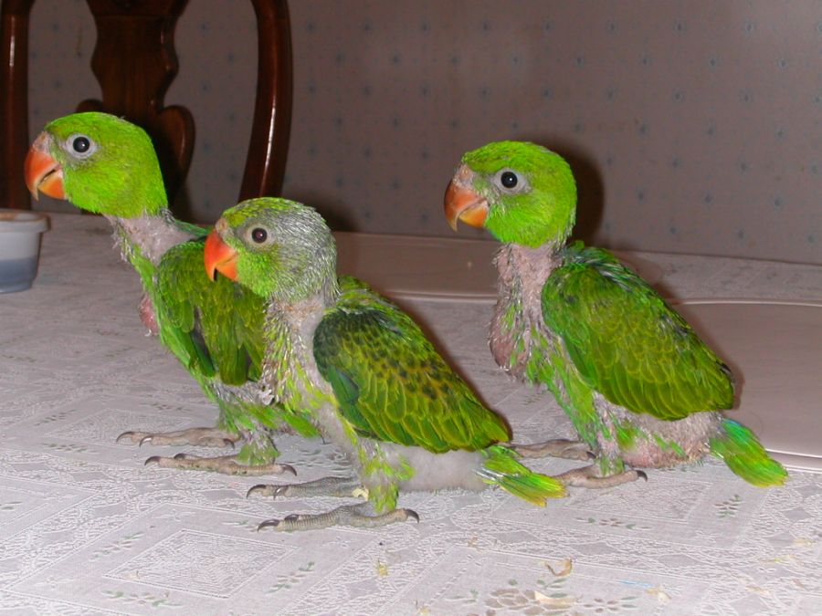 روش سرلاک دادن به طوطی (2 نکته مهم)