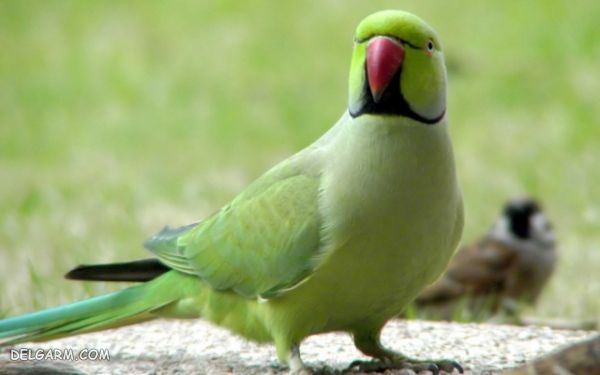خرید طوطی