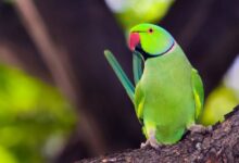 چگونه یک طوطی سالم بخریم؟  (2 نکته مهم)