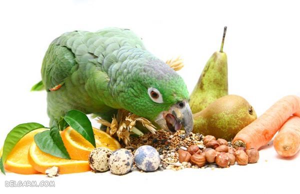غذای طوطی