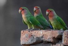 چگونه بفهمیم طوطی نر است یا ماده؟ (2 نکته مهم)