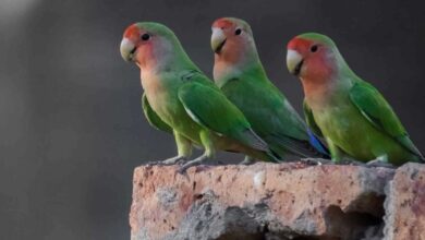چگونه بفهمیم طوطی نر است یا ماده؟ (2 نکته مهم)