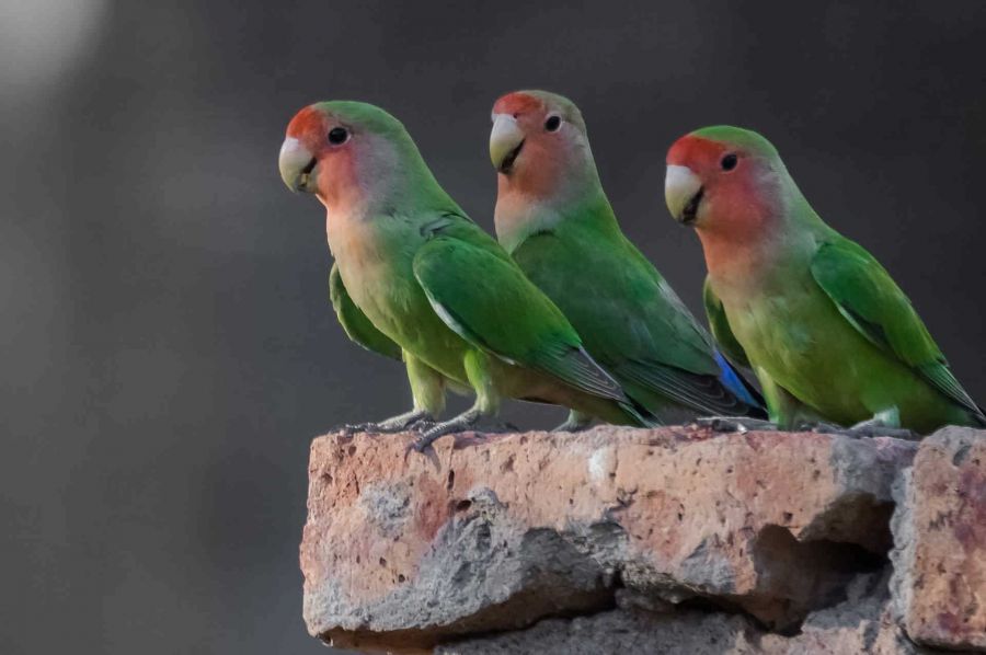 چگونه بفهمیم طوطی نر است یا ماده؟ (2 نکته مهم)