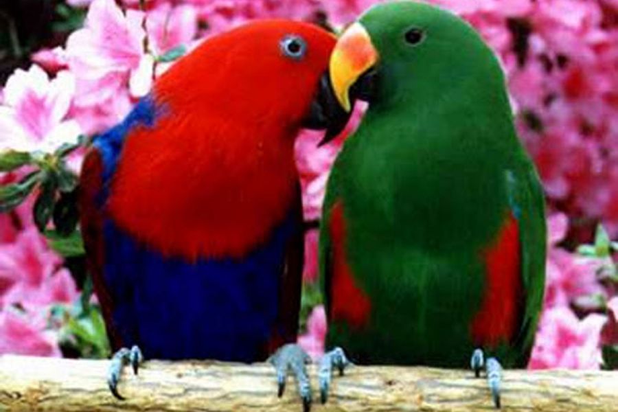 معرفی طوطی اکلکتوس  (2 نکته مهم)