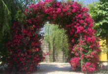 اصول کاشت و تکثیر گل رز بالا رونده (2 نکته مهم)