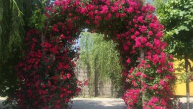 اصول کاشت و تکثیر گل رز بالا رونده (2 نکته مهم)