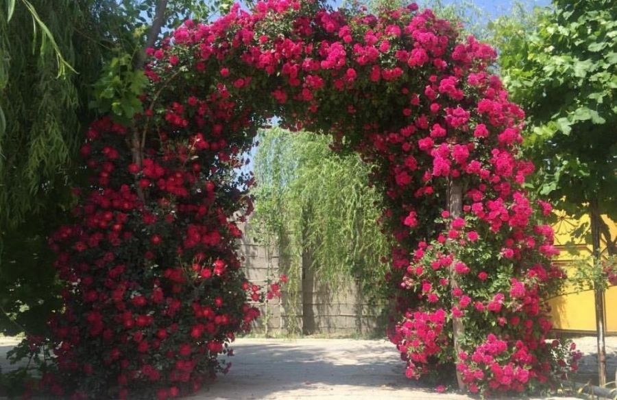 اصول کاشت و تکثیر گل رز بالا رونده (2 نکته مهم) اصول کاشت و تکثیر گل رز بالا رونده (2 نکته مهم)