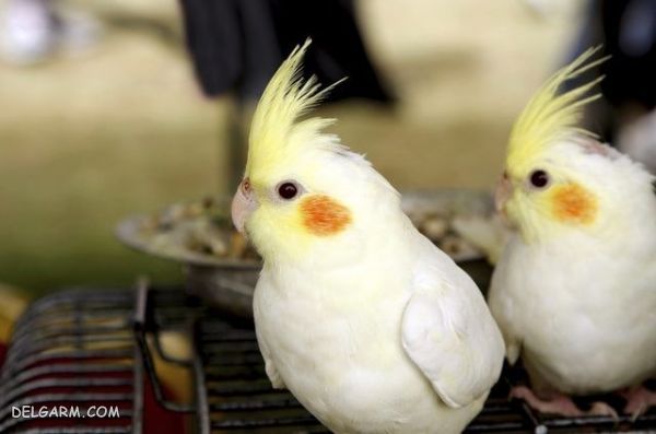 جفت زدن عروس هلندی