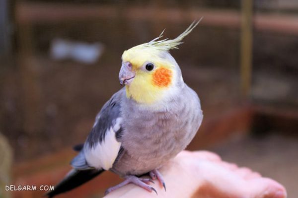 عروس