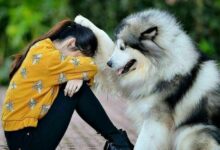 آشنایی با وفادارترین نژاد سگ (2 نکته مهم)