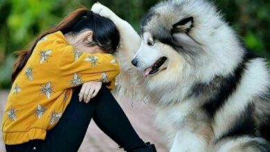 آشنایی با وفادارترین نژاد سگ (2 نکته مهم)