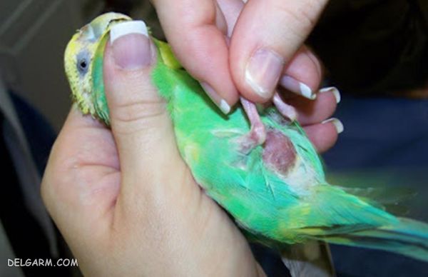 پرنده بیمار