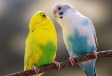 همه چیز در مورد انتخاب و خرید یک پرنده  (2 نکته مهم)